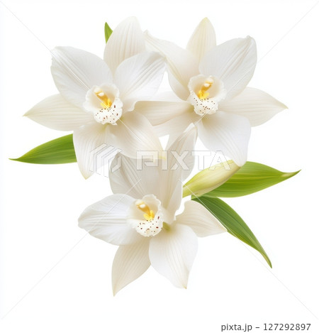 Stunning orchid flower with crisp white background, showcasing delicate petals and natural curves, perfect for modern botanical design. 127292897