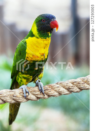 Beautiful colourful parrot in a zoo 127293003