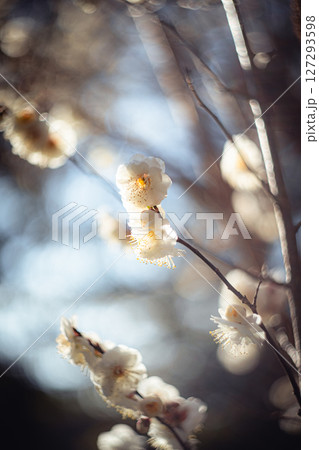 逆光に耀く白梅 127293598