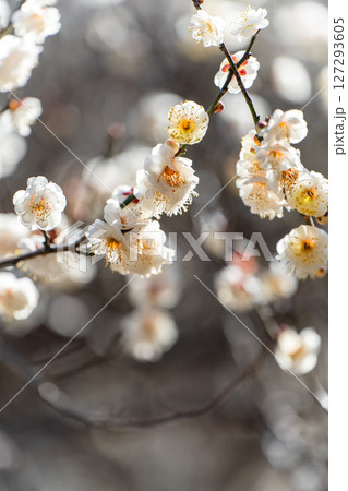 逆光に耀く白梅 127293605