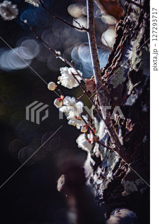 枝と白梅 127293717