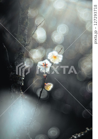 枝と白梅 127293718