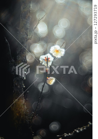 枝と白梅 127293719