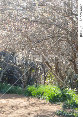 阿玉台貝塚梅林の梅 阿玉台貝塚梅林の梅 127293887