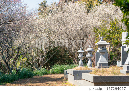 阿玉台貝塚梅林の梅 阿玉台貝塚梅林の梅 127294027