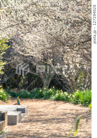 阿玉台貝塚梅林の梅 127294028