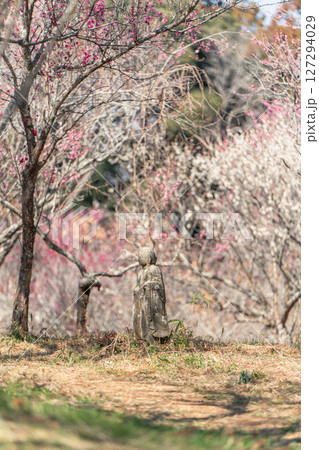 阿玉台貝塚梅林の梅 阿玉台貝塚梅林の梅 127294029
