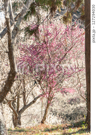 阿玉台貝塚梅林の梅 阿玉台貝塚梅林の梅 127294030