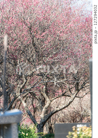 阿玉台貝塚梅林の梅 阿玉台貝塚梅林の梅 127294032