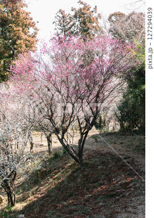 阿玉台貝塚梅林の梅 阿玉台貝塚梅林の梅 127294039