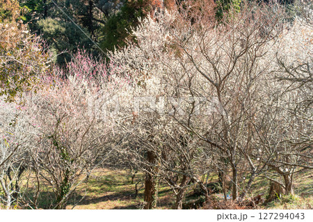 阿玉台貝塚梅林の梅 127294043