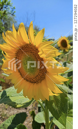 Bright yellow flower of Sunflower, close-up 127294082