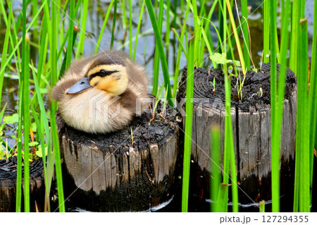 花菖蒲の咲く水元公園の池にいるカルガモの親子 127294355
