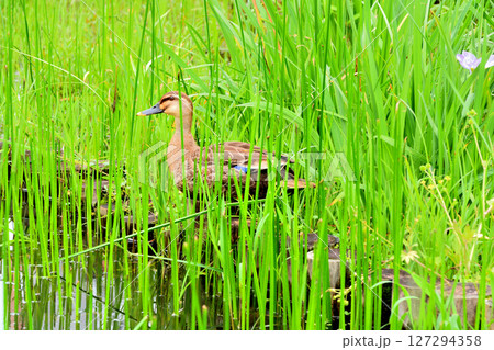 花菖蒲の咲く水元公園の池にいるカルガモの親子 花菖蒲の咲く水元公園の池にいるカルガモの親子 127294358