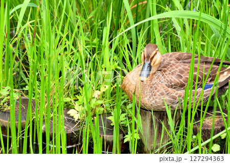 花菖蒲の咲く水元公園の池にいるカルガモの親子 127294363