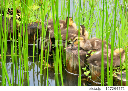 花菖蒲の咲く水元公園の池にいるカルガモの親子 127294371