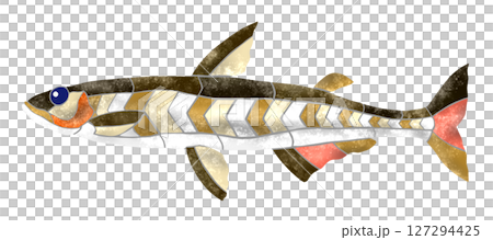 A lovely stamp-style cut-out illustration of the freshwater fish smelt 127294425