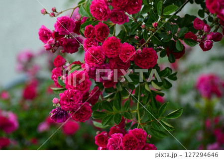 赤い薔薇 赤い薔薇 127294646