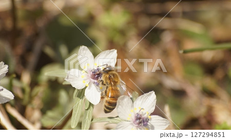 節分草の蜜を吸うセイヨウミツバチ 127294851