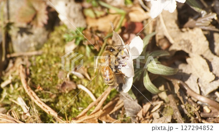 節分草の蜜を吸うセイヨウミツバチ 127294852