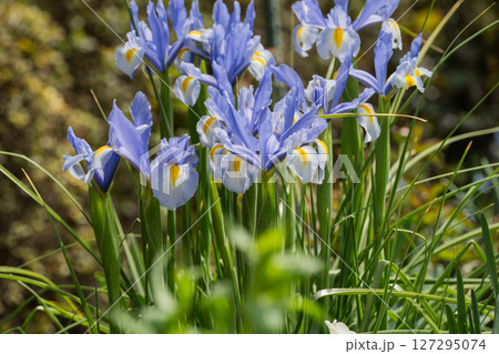 春の公園に咲く美しいダッチアイリスの花 127295074