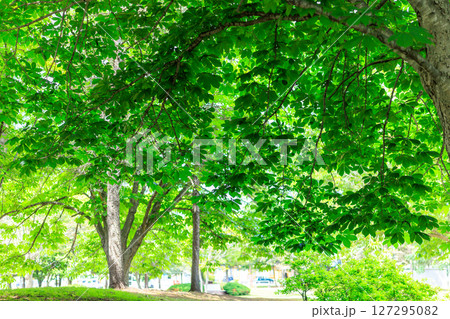 公園の森 127295082
