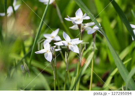 春の緑に咲く、ハナニラの花 127295094