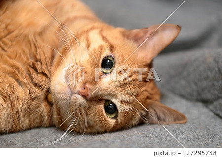茶トラ猫 茶トラ猫 127295738