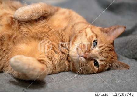 茶トラ猫 茶トラ猫 127295740