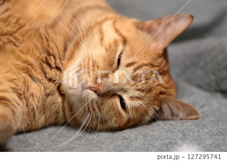 茶トラ猫 茶トラ猫 127295741