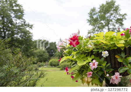 船橋市アンデルセン公園の花壇の風景 127296772