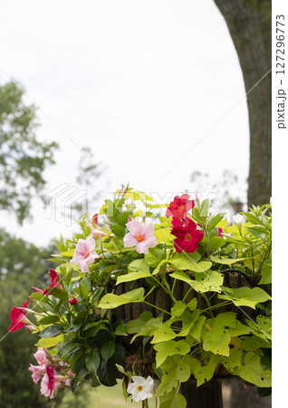 船橋市アンデルセン公園の花壇の風景 127296773