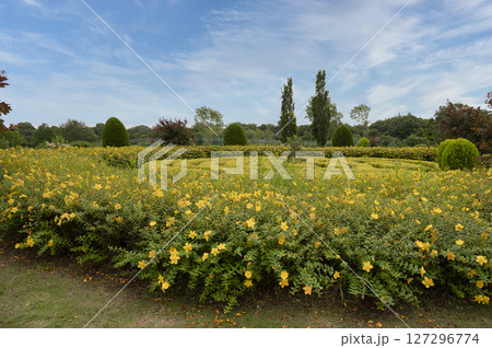 船橋市アンデルセン公園の花壇の風景 127296774