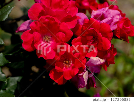 五月のバラ、情熱的な赤いノックアウト 127296885