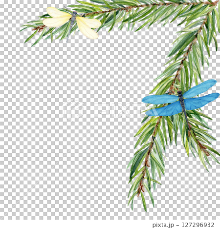 Fir branches forming a corner frame with two dragonflies isolated on white. Watercolor illustration ideal for eco branding, packaging, wedding invites, seasonal greeting cards, natural product labels 127296932
