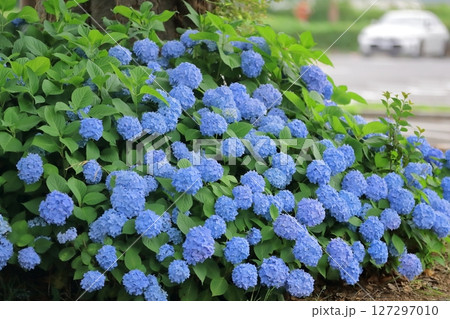 紫陽花 127297010