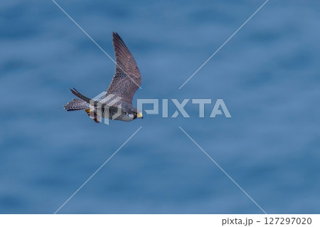 穏やかな日本海をバックに獲物をつかんで悠然と飛ぶハヤブサ成鳥 穏やかな日本海をバックに獲物をつかんで悠然と飛ぶハヤブサ成鳥 127297020
