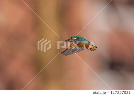 ホバリングしながら獲物を探して移動するカワセミ成鳥 127297021