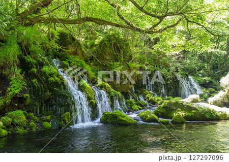 初夏の元滝伏流水と元滝川の流れ 秋田県にかほ市 初夏の元滝伏流水と元滝川の流れ 秋田県にかほ市 127297096