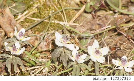 節分草の蜜を吸うセイヨウミツバチ 127297310