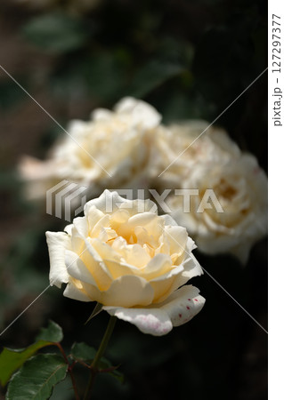 五月のバラ、ホワイトクリスマス 127297377