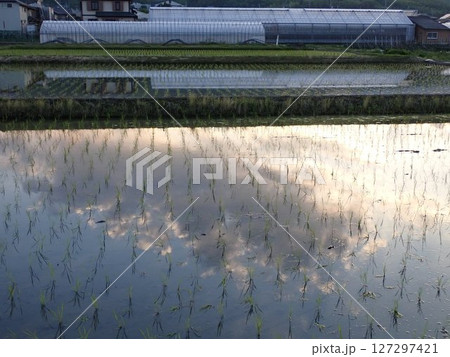 田植え直後の京都乙訓地区の田園 田植え直後の京都乙訓地区の田園 127297421