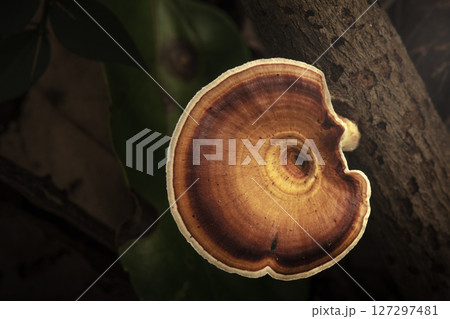 Yellow stemmed micropore mushroom Yellow stemmed micropore mushroom 127297481