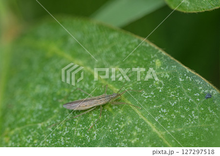 ハネナガマキバサシガメ ハネナガマキバサシガメ 127297518