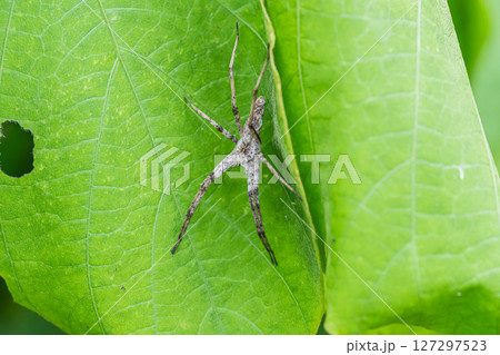 アズマキシダグモ 127297523