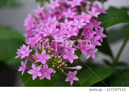 紫陽花 紫陽花 127297532