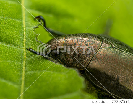 草を食べるドウガネブイブイ 127297556