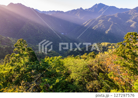 新録若葉と斜光　洋上アルプス屋久島(春 127297576