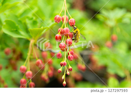 カイナンサラサドウダン　海南更紗満天星　（愛知県） 127297593