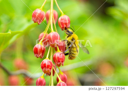 コマルハナバチ　小丸花蜂 127297594